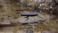 Fiiish Biotop Stick 100mm 15gr Black Shadow Suni Yem