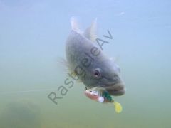 Captain 3069 Jumping Soft 7.5cm 14gr Levrek Silikonu Suni Yem