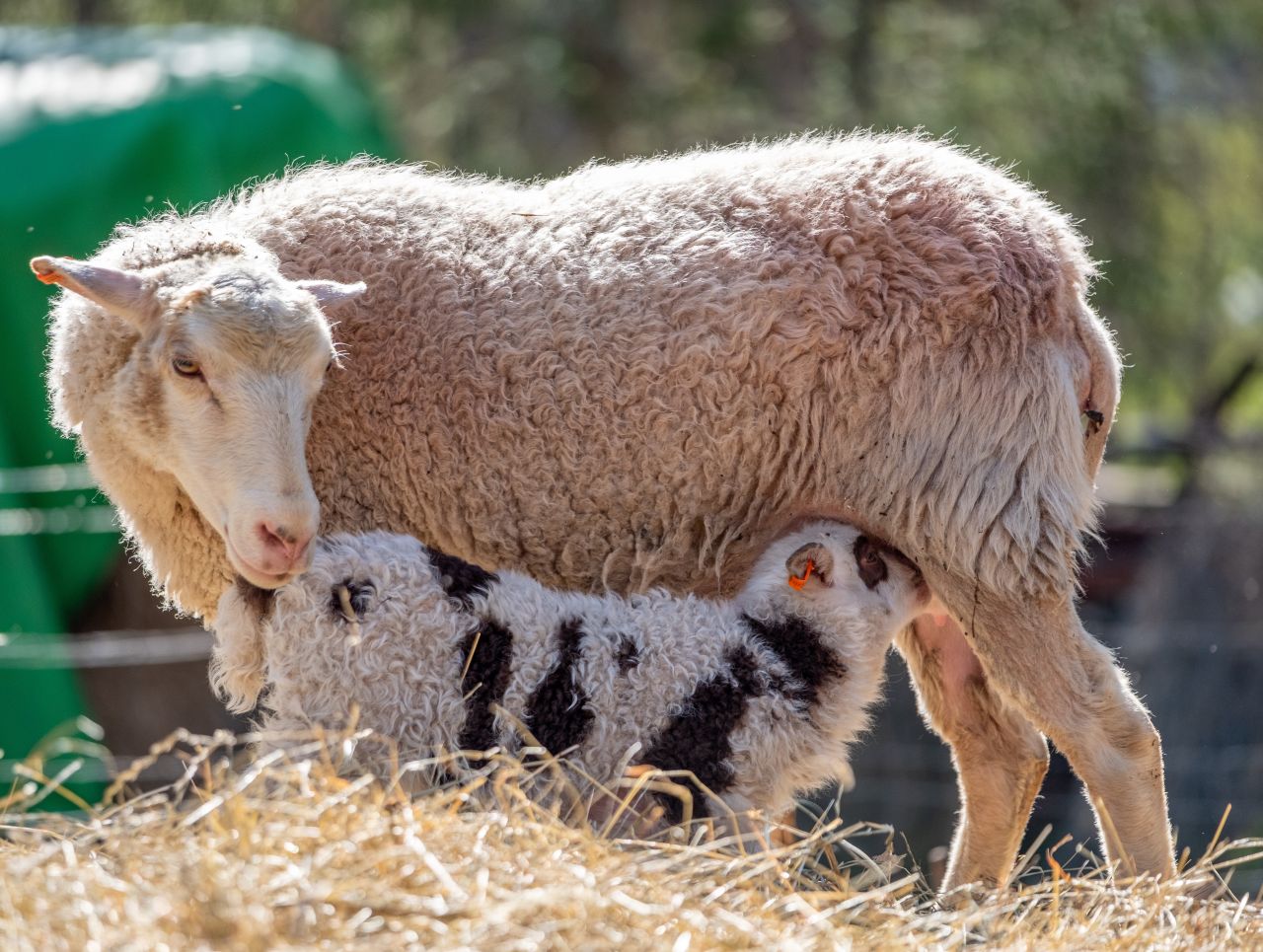 Önemli Koyun ve Keçi hastalıkları