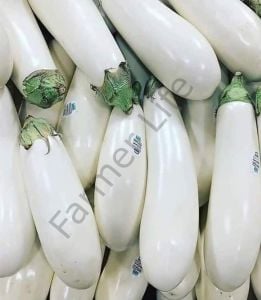 Beyaz Patlıcan Tohumu (10 Tohum)