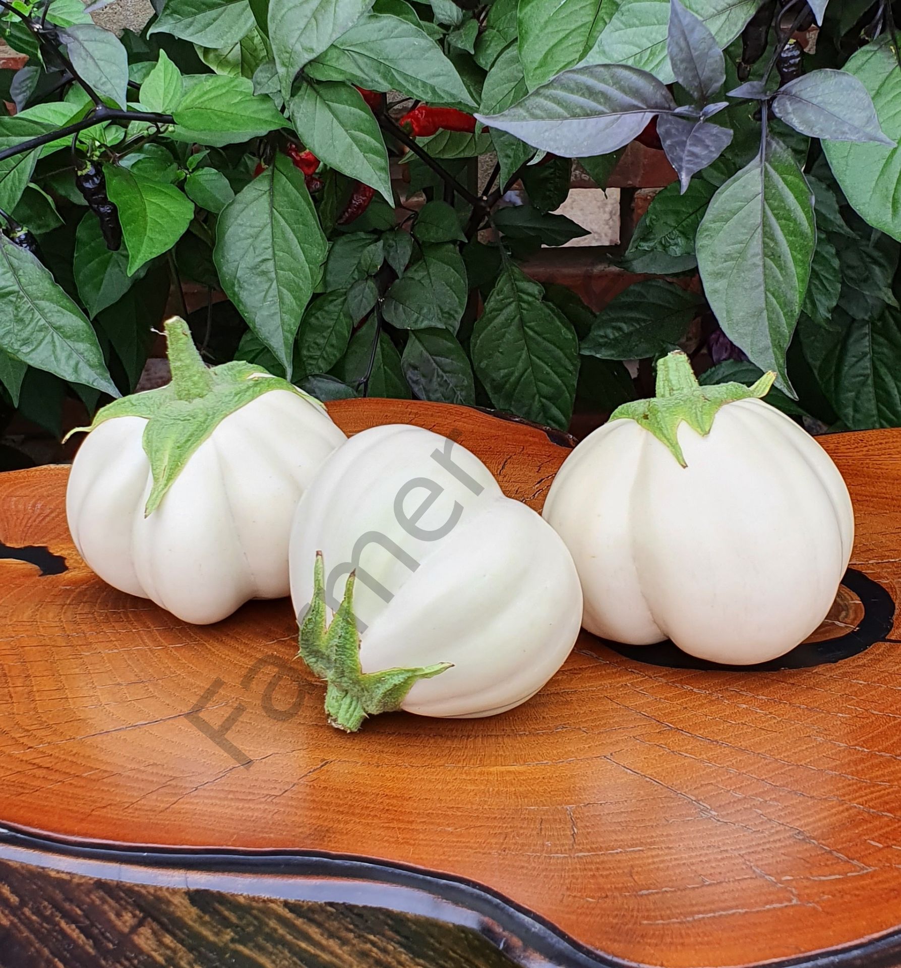 Beyaz Topan Patlıcan Tohumu (10 Tohum)