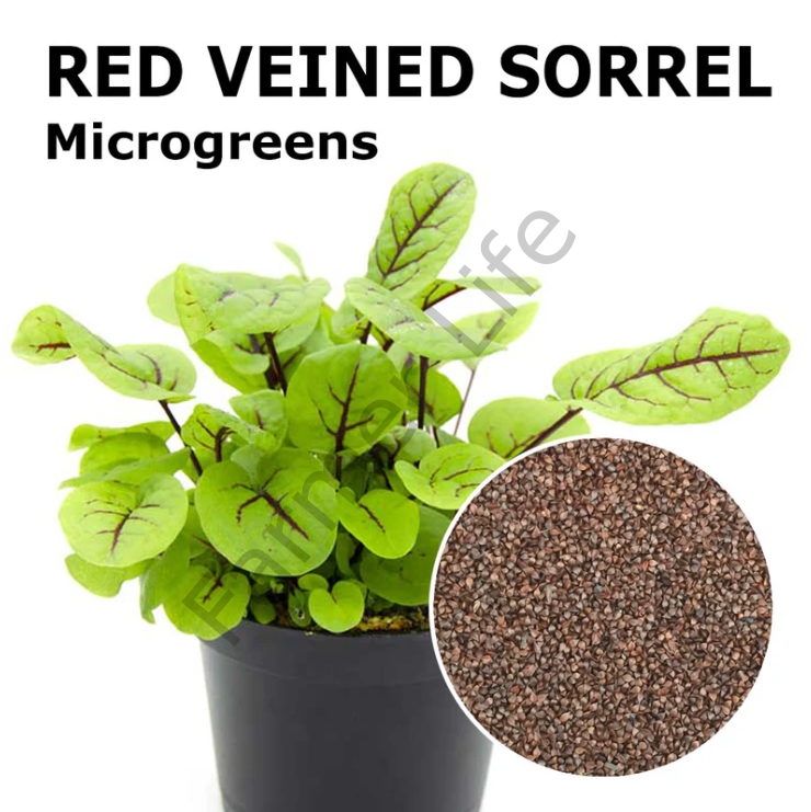 Organik Microgreen Kırmızı Kuzukulağı Tohumu (100 Adet)