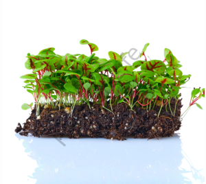 Organik Microgreen Kırmızı Kuzukulağı Tohumu (100 Adet)