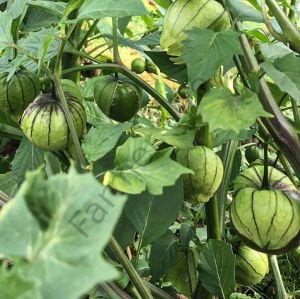 Mor Tomatillo Tohumu (10 Tohum)