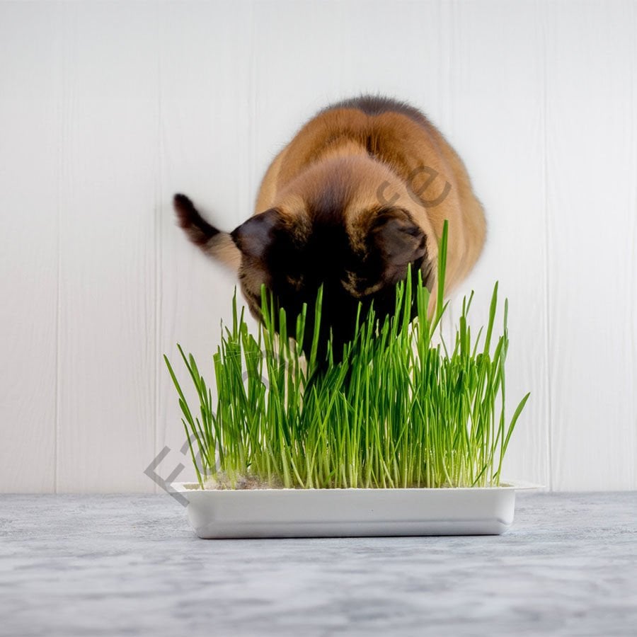 Kedi Çimi - Buğday Çimi Tohumu 500 gr