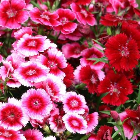 Karışık Renkli Çin Karanfili Çiçeği Tohumu