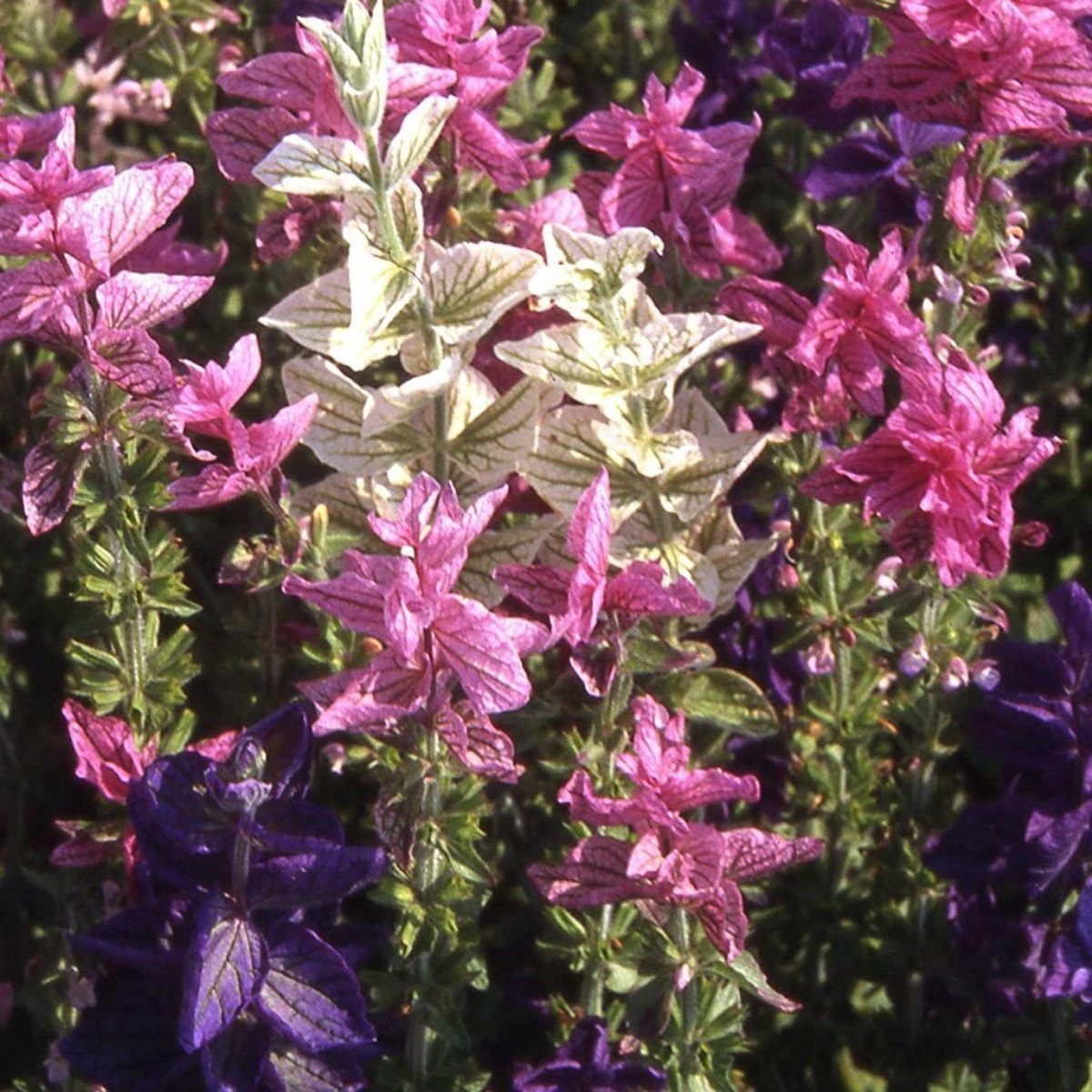 Salvia Horminum Karışık Renkli Adaçayı Çiçeği Tohumu