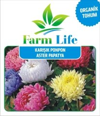 Ponpon Aster Margarit Papatya Çiçeği