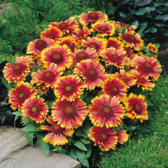 Gayret Çiçeği (Gaillardia) Tohumu