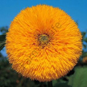 Ponpon Ayçiçeği Tohumu (5 Tohum)-(Teddy Bear Sunflower)