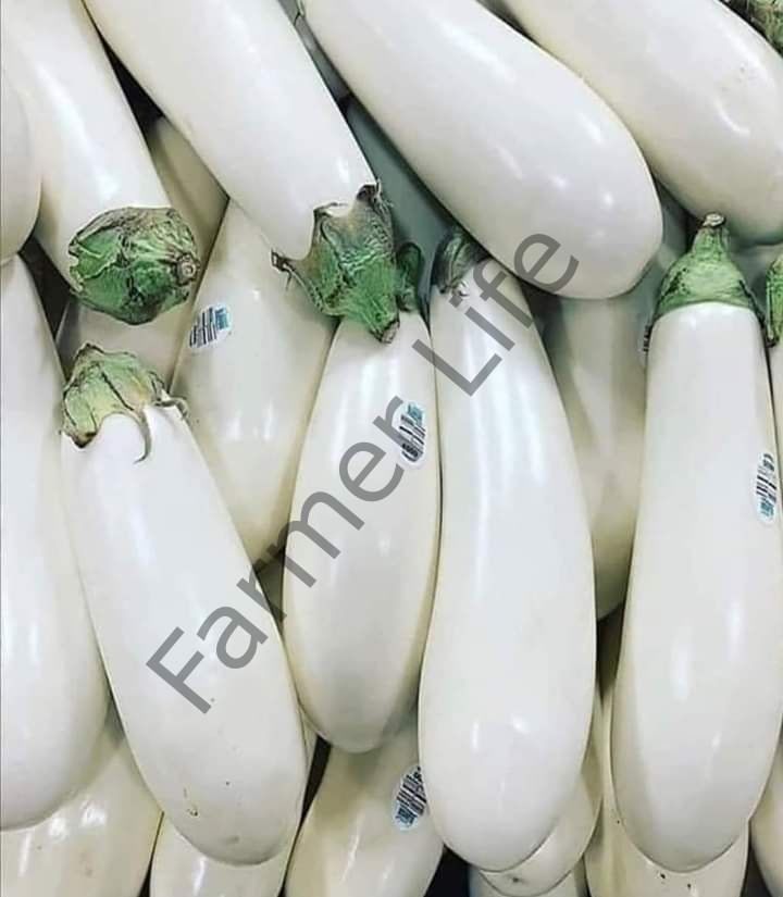 Beyaz Patlıcan Fidesi 6 Adet