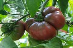 Siyah Kırım Domatesi Tohumu (Solanum Lycopersicum)