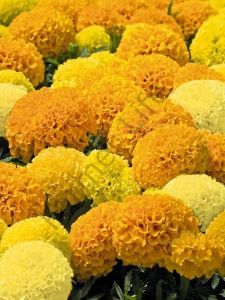 Karışık Renk Kadife Çiçeği Fidesi 6 Adet