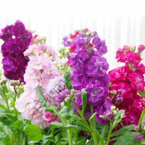 Karışık Renkli Katmerli Şebboy Çiçeği Fidesi 6 Adet