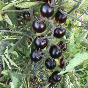 Siyah Cherry Domates Fidesi 6 Adet