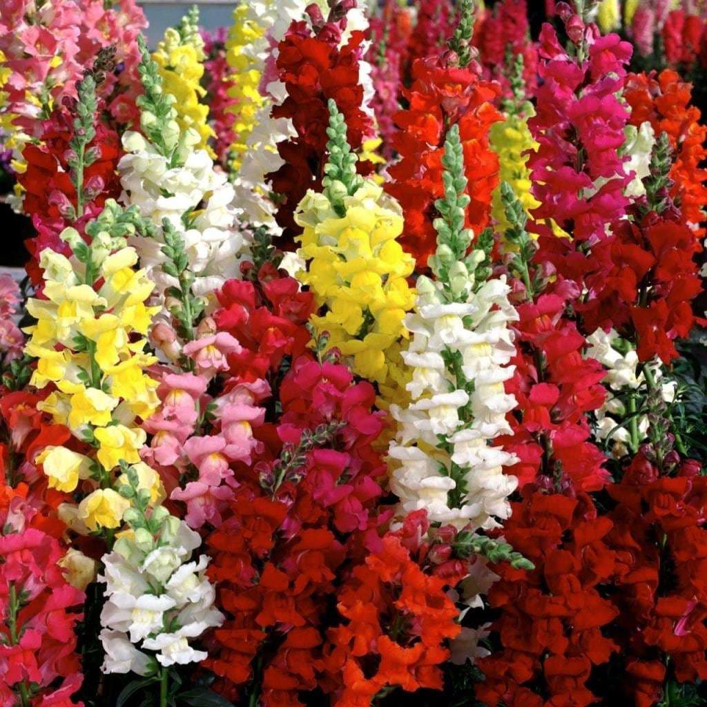 Karışık Renkli Aslanağzı Çiçeği Tohumu (100 Tohum)