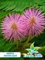 Mimoza Küstüm Çiçeği Tohumu