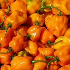 Turuncu Renk Habanero Acı biber Fidesi 6 Adet