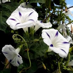 Beyaz Sarmaşık Çiçeği (Gündüz Sefası) (10 Tohum)