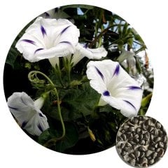 Beyaz Sarmaşık Çiçeği (Gündüz Sefası) (10 Tohum)