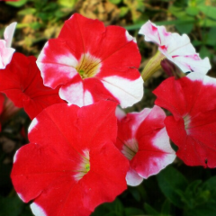25 Adet Kırmızı Beyaz Petunya Çiçeği Tohumu