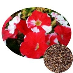 25 Adet Kırmızı Beyaz Petunya Çiçeği Tohumu