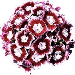 Karanfil (Dianthus Barbatus) Çiçeği Tohumu