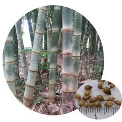 5 Adet 5 Çeşit Lucky Bambu Tohumu