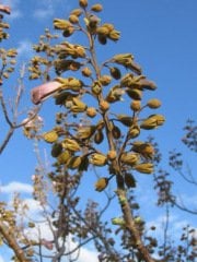 Paulownia Çin Kavağı Ağacı Tohumu 50 Adet