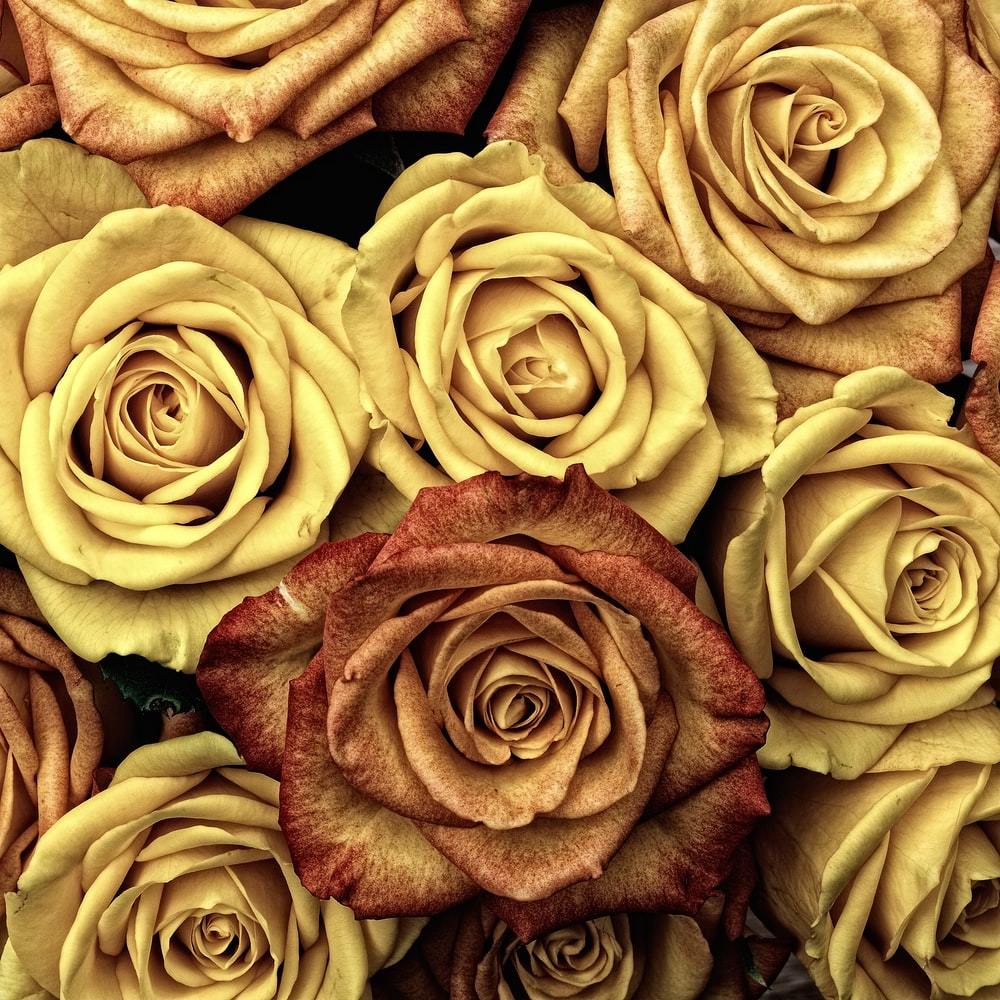 5 Adet Gold Rose Gül Tohumu