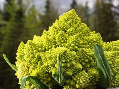 20 Adet Romanesco (Piramit) Karnabahar Tohumu