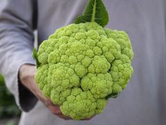 20 Adet Romanesco (Piramit) Karnabahar Tohumu