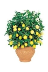 Bodur Hint Limonu Bonsai Ağacı Tohumu 5 Adet