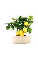 Bodur Hint Limonu Bonsai Ağacı Tohumu 5 Adet