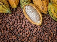 Organik Kakao Ağacı Tohumu