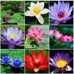 3 Adet 3 Renk Lotus çiçeği (Nilüfer) Tohumu