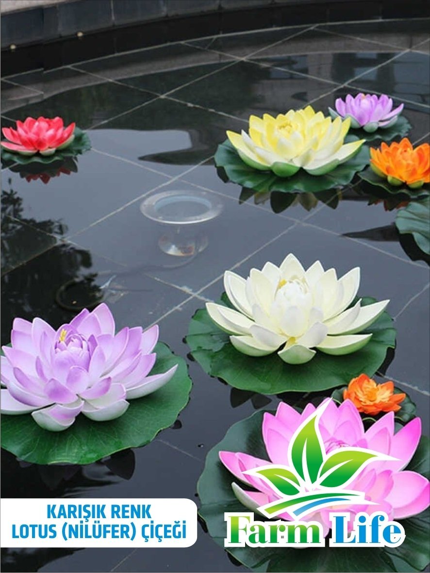 3 Adet 3 Renk Lotus çiçeği (Nilüfer) Tohumu