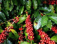 10 Adet Saksılık Kahve Ağacı Tohumu