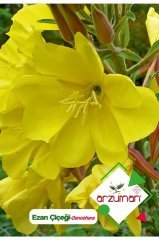 Ezan Çiçeği (oenothera) Çiçek Tohumu 100 Adet