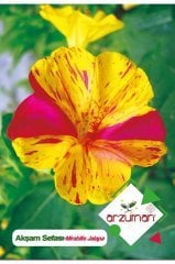 Akşam Sefası (mirabilis Jalapa) Çiçek Tohumu 25 Adet