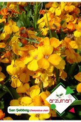 Şebboy Sarı (cheiranthus Cheiri) Çiçek Tohumu 100 Adet
