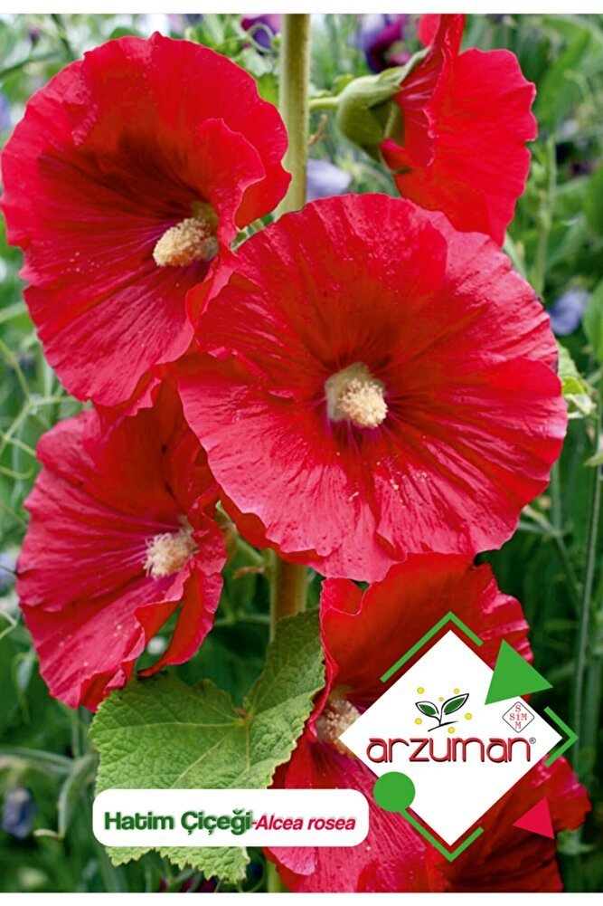 Hatim Çiçeği (alcea Rosea) Çiçek Tohumu 50 Adet