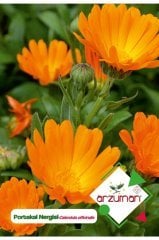 Portakal Nergisi - Aynı Sefa (calendula Officinalis) Çiçeği Tohumu 30 Adet