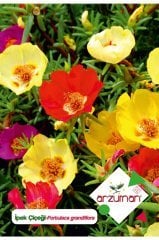 Ipek - Şellaki (portulaca Grandiflora) Çiçek Tohumu 100 Adet