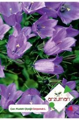 Kadeh - Çan (campanula L.) Çiçek Tohumu 100 Adet