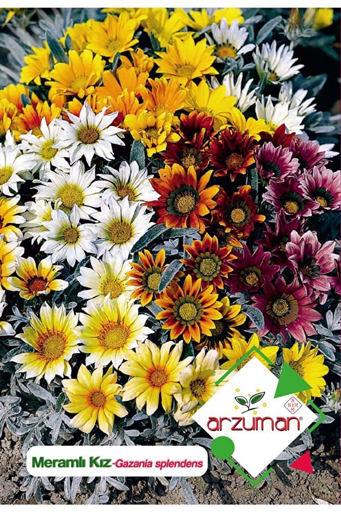 Meramlı Kız (gazania Splendens) Çiçek Tohumu 20 Adet