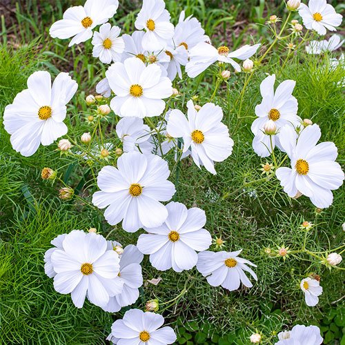 Beyaz Renkli Cosmos Çiçeği Tohumu (30 Tohum)