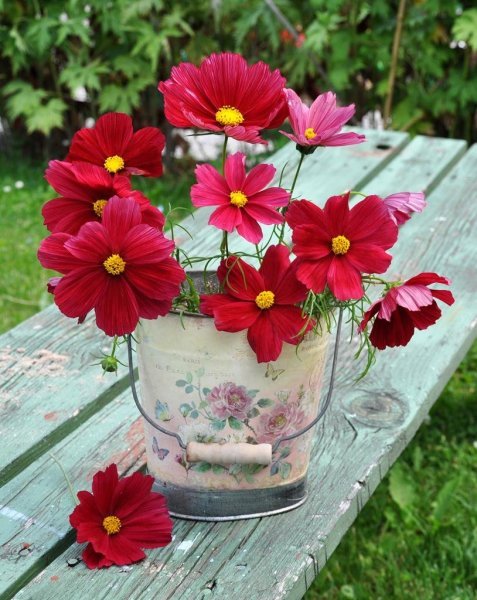 Kırmızı Renkli Cosmos Çiçeği Tohumu (30 Tohum)