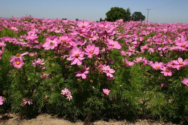 Pembe Renkli Cosmos Çiçeği Tohumu (30 Tohum)