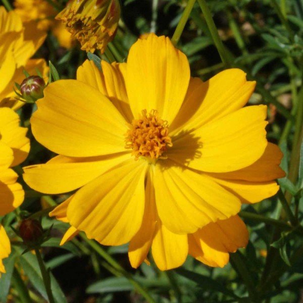 Sarı Renk  Katmerli Cosmos Çiçeği Tohumu (10 Tohum)